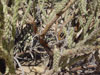 Cylindropuntia acanthocarpa