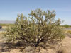 Cylindropuntia acanthocarpa