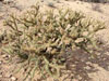 Cylindropuntia acanthocarpa