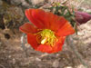 Cylindropuntia acanthocarpa