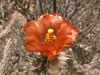 Cylindropuntia acanthocarpa