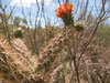 Cylindropuntia acanthocarpa