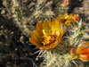 Cylindropuntia acanthocarpa