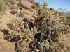 Cylindropuntia acanthocarpa