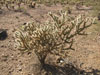 Cylindropuntia acanthocarpa