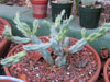 Cylindropuntia acanthocarpa