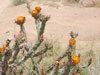 Cylindropuntia acanthocarpa