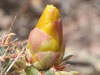 Cylindropuntia acanthocarpa