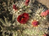 Cylindropuntia acanthocarpa