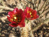 Cylindropuntia acanthocarpa