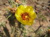 Cylindropuntia acanthocarpa