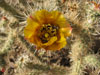 Cylindropuntia acanthocarpa