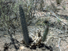 Cereus aethiops