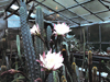 Cereus aethiops