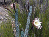 Cereus aethiops