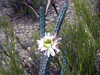 Cereus aethiops