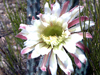 Cereus aethiops