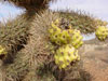 Cylindropuntia alcahes