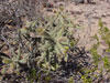 Cylindropuntia alcahes