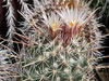 Coryphantha clavata