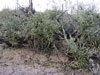 Cylindropuntia arbuscula