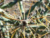 Cylindropuntia arbuscula