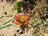 Cylindropuntia arbuscula