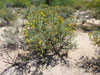 Cylindropuntia arbuscula