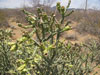 Cylindropuntia arbuscula