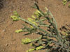 Cylindropuntia arbuscula