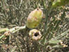 Cylindropuntia arbuscula