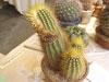 Coleocephalocereus aureus