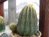 Coleocephalocereus aureus