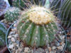 Coleocephalocereus aureus