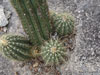 Coleocephalocereus aureus