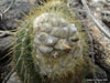 Coleocephalocereus aureus