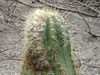 Coleocephalocereus aureus