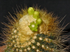 Coleocephalocereus aureus