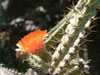 Corryocactus ayacuchoensis