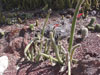 Cleistocactus baumannii