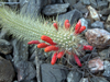 Cleistocactus baumannii