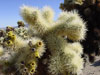 Cylindropuntia bigelovii