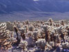 Cylindropuntia bigelovii