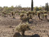 Cylindropuntia bigelovii