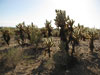 Cylindropuntia bigelovii