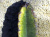 Cereus braunii