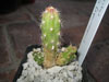 Corryocactus brevistylus