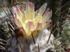 Copiapoa bridgesii