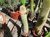 Cleistocactus brookeae