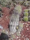 Copiapoa calderana